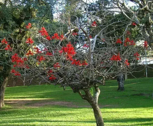 Arborização Urbana: Mulungu