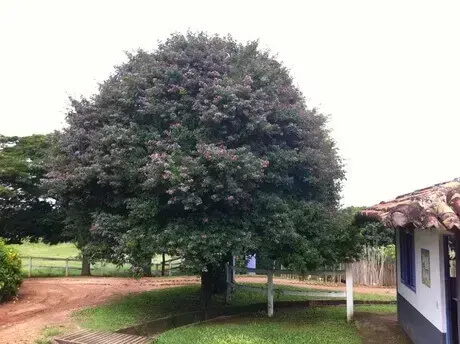 Arborização urbana: Angelim-doce