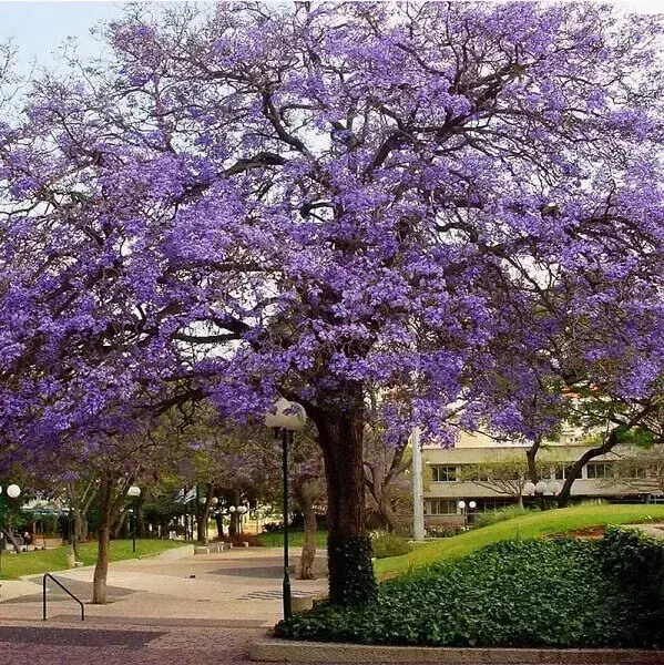 Arborização urbana: jacarandá mimoso