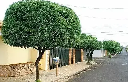 Arborização urbana: Oiti