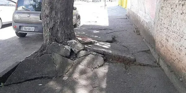 Arborização urbana: problemas na calçada