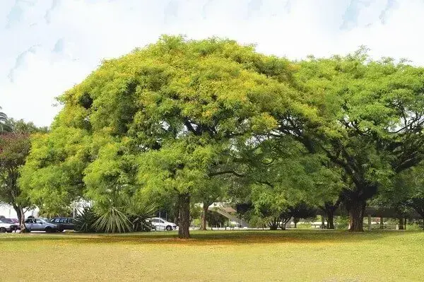 Arborização urbana: tipuana