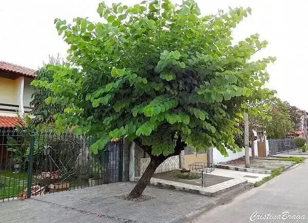 Arborização urbana: pata de vaca