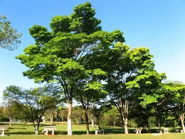 Arborização urbana: Sibipiruna