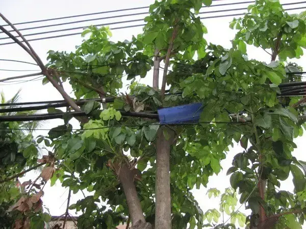 Arborização urbana: fiação elétrica