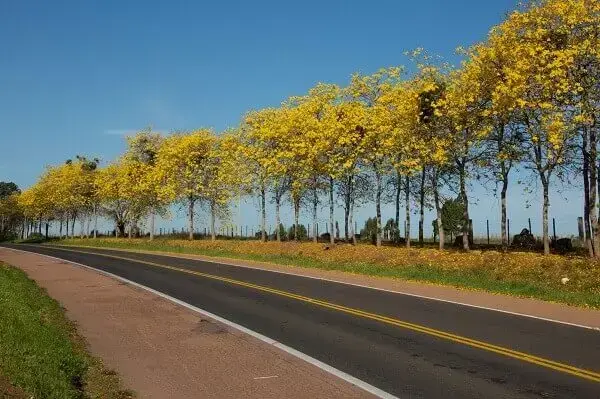 Arborização urbana: ipê amarelo