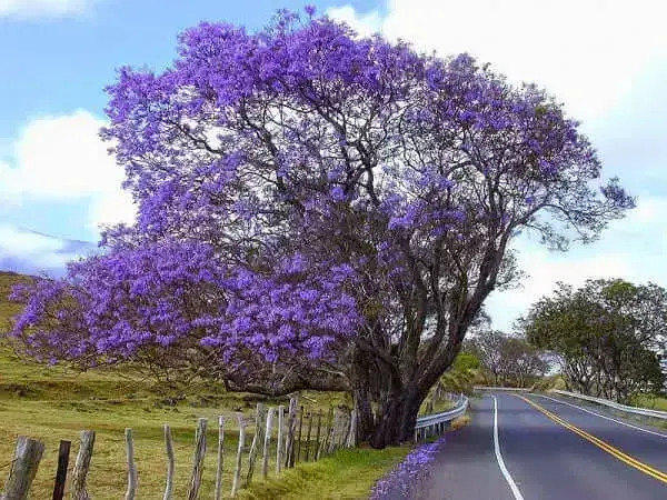 Árvores nativas: Jacarandá de Minas