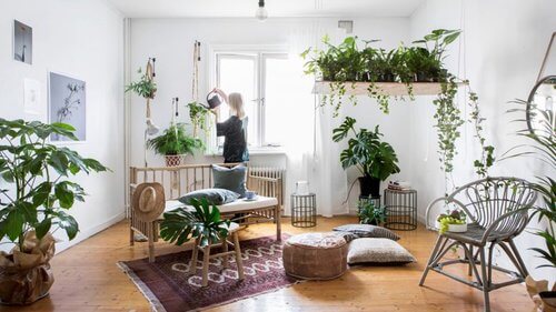 Urban Jungle: cliente precisa ter rotina de cuidados com as plantas