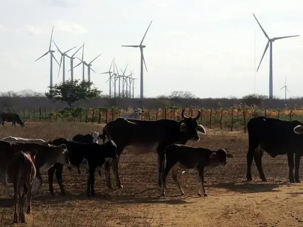 Energia eólica: povoado de João Câmara com aerogeradores