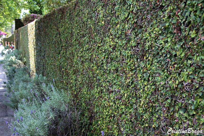 Muro Verde Como Fazer Plantas Usadas 22 Exemplos Perfeitos Muro Verde Como Fazer Plantas Usadas 22 Exemplos Perfeitos