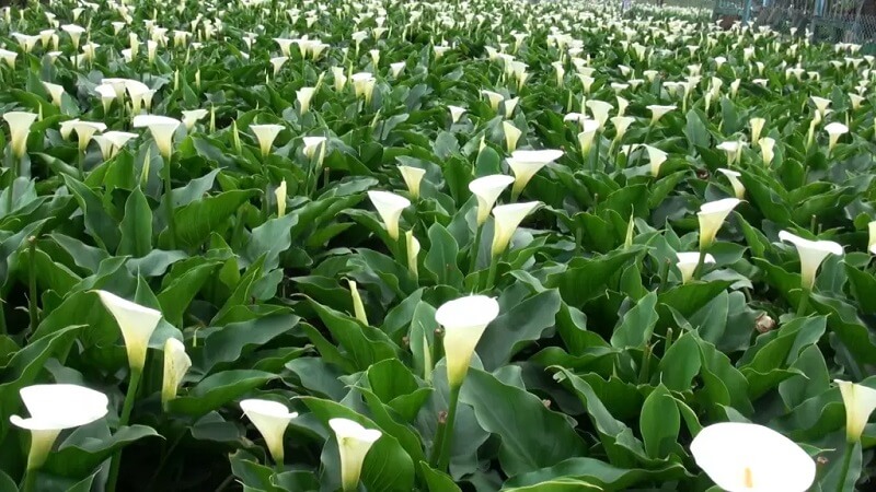 Plantas tóxicas: a substância de oxalato de cálcio também está presente na planta copo de leite. Fonte: Guia de Jardinagem