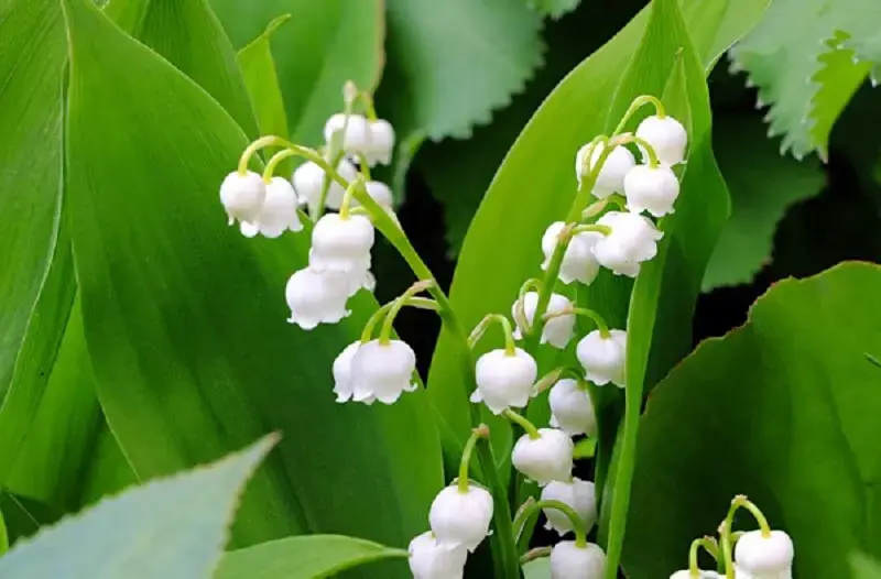 Plantas tóxicas para cães e gatos e humanos: o Lírio-do-vale contém altas quantidades de cardenolídeos. Fonte: Flores e Folhagens