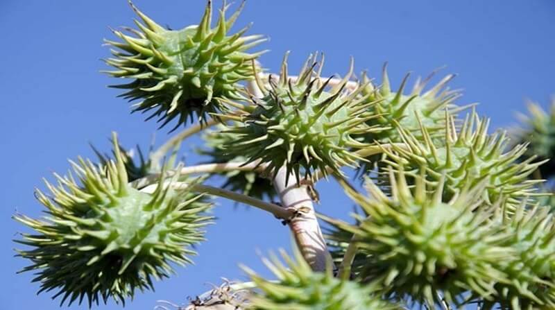 Plantas tóxica: a semente da mamona é extremamente perigosa. Fonte: AGROem DIA