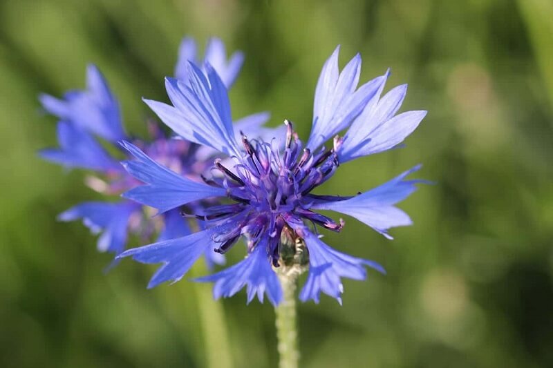 Flores de verão: a flor de aciano atinge facilmente 1 metro de altura