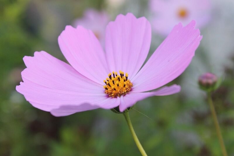 Flores de verão: os cosmos adaptáveis e se desenvolvem em solo pobre