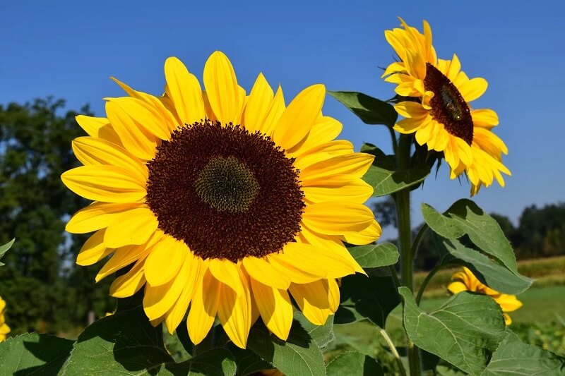 Flores de verão: o girassol pode atingir até 3 metros de altura.