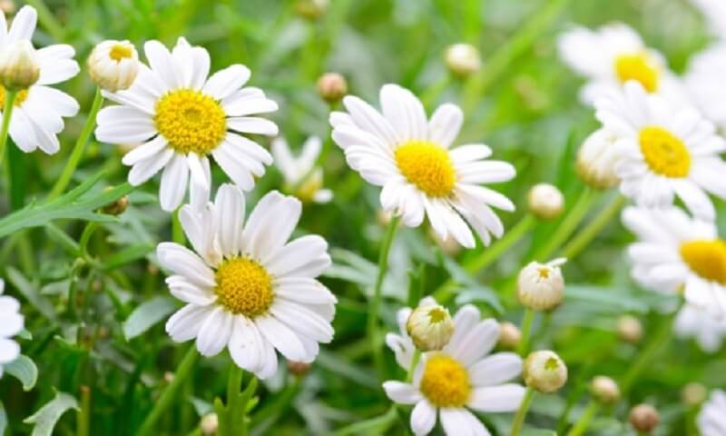 Flores de verão: as margaridas apresentam folhas ovais e seu caule pode chegar até 1 metro de altura