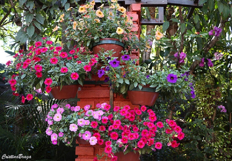 Flores de verão: as petúnias são plantas que remetem a sabedoria e transformação.