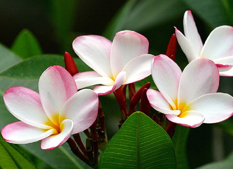 Flores de verão: as flores de plumeria são altamente perfumadas