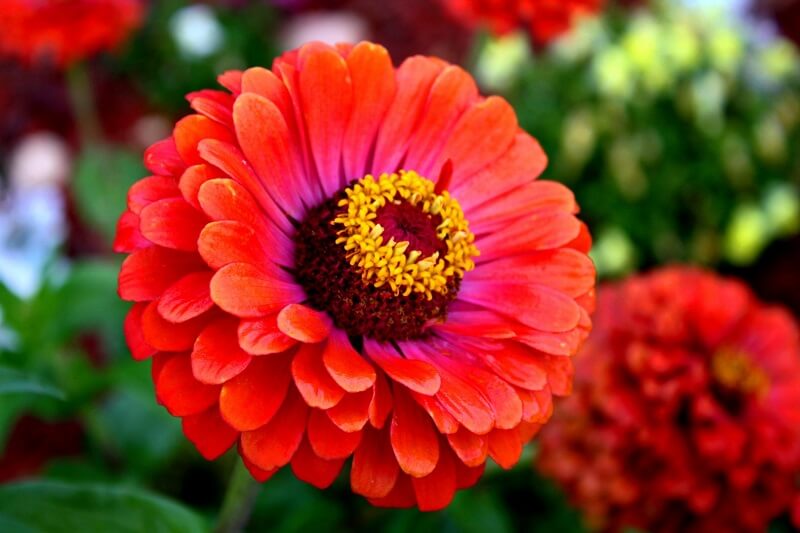 Flores de verão: as Zínias apresentam uma grande variedade de cores, formatos e tamanhos