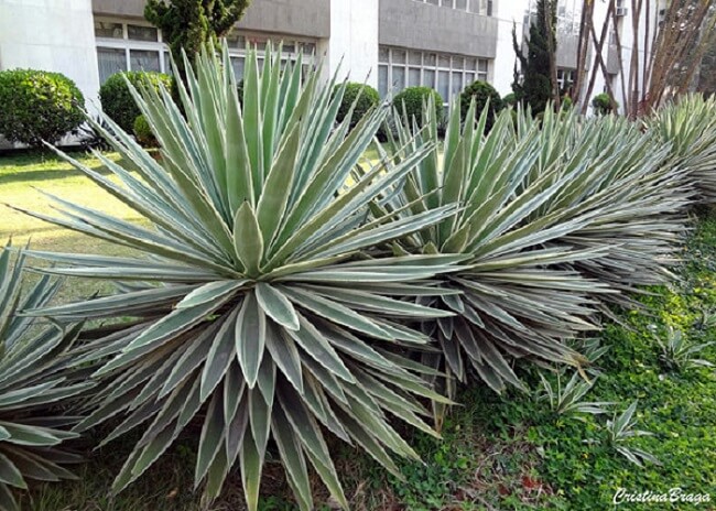 A planta agave é um arbusto que necessita de uma boa dose de luz natural.