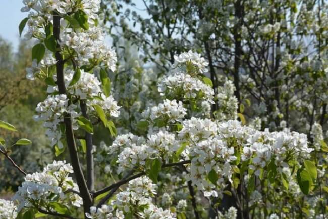 A Amelanchier é um arbusto muito cultivado em praças, parques e jardins residenciais