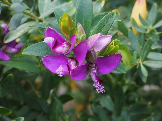 A Cape Milkmaid é um arbusto perene cujo nome científico é Polygala myrtifolia