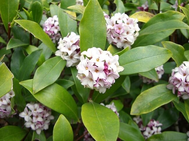 Plantas arbustivas: a planta Daphne é um arbusto que cresce facilmente em áreas de clima frio e úmido