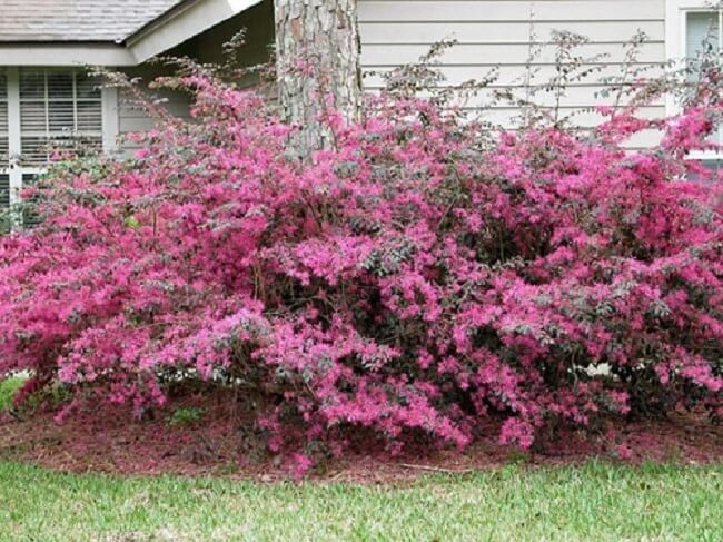 A planta Loropetalo é um arbusto cujo nome científico é loropetalum chinense