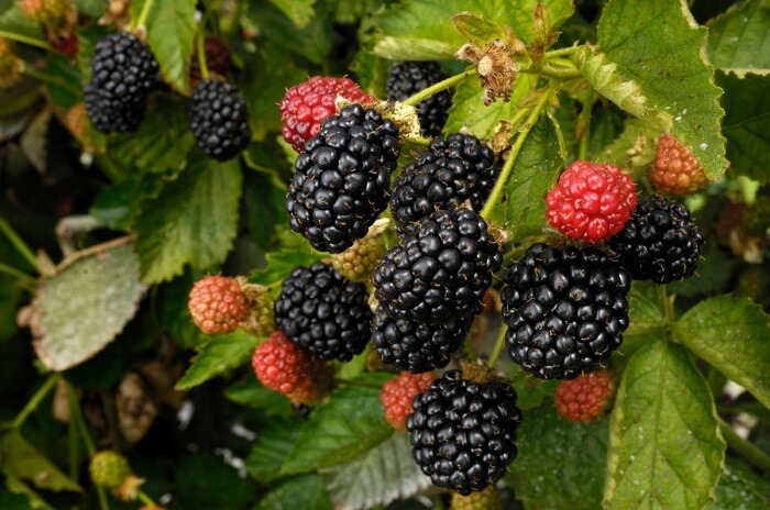 Árvores para calçada frutíferas: a Amoreira Preta possui tronco fino, folhas pequenas e frutos suculentas