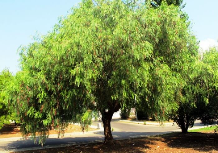 Árvores para calçada: a Aroeira Salsa é altamente resistente à secas e geadas