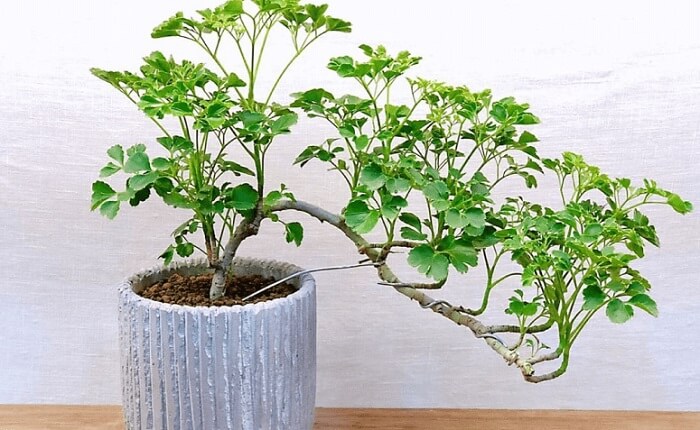 Plantas para escritório: a árvore da felicidade é uma planta de meia sombra