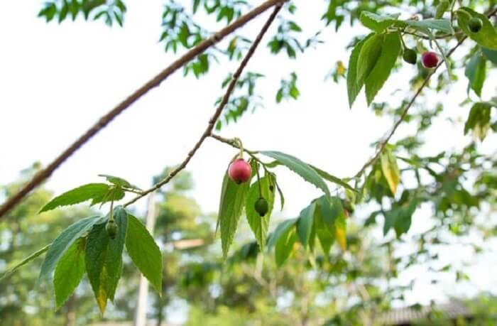 Árvores para calçada: a Calabura possui porte médio e crescimento rápido