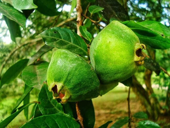 O Cambuci é um dos melhores tipos de árvores para plantar na calçada