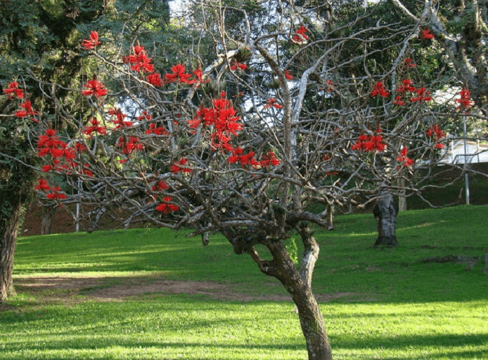 Árvores para calçada: as flores do Candelabro atraem muitos beija-flores