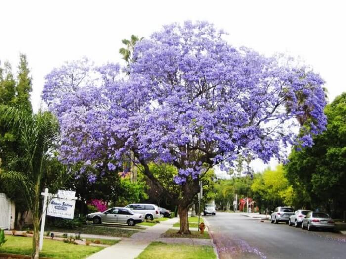 Árvores para calçada: a Caroba pode atingir entre 8 e 12 metros de altura