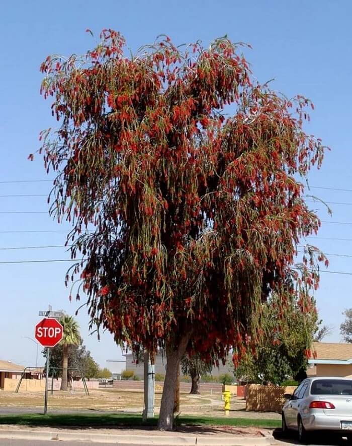 Árvores para calçada: a Escova de garrafa pode atingir até 7 metros de altura