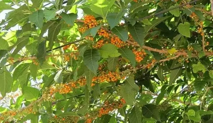 Árvores para calçada: a Fruta do Sabiá possui bagas alaranjadas suculentas