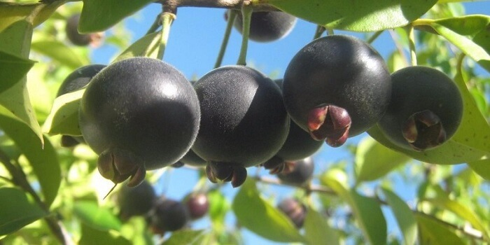 Árvores para calçada frutíferas: os frutos do Guabiju são muito apreciados por pássaros e humanos