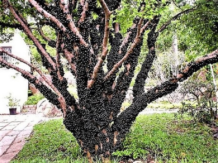 Árvores para calçada: a Jabuticabeira possui frutos pequenos e suculentos, de casca negra