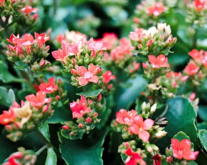 Plantas para escritório: a Kalanchoe pode ser encontrada em diferentes tonalidades