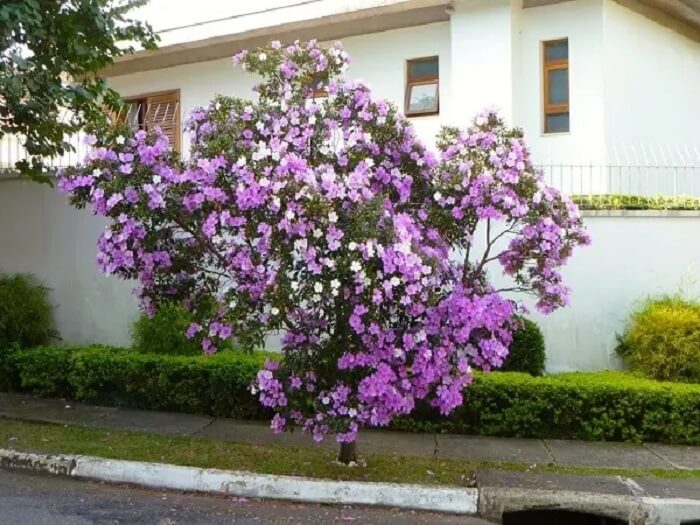 Árvores para calçada: Manacá da Serra florido