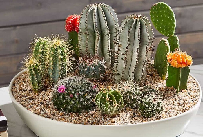 Plantas para escritórios: o mini cacto pode ser cultivo em vasos, floreiras, cachepôs e até terrários