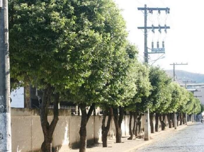 Árvores para calçada: a Oiti possui folhagem densa e flores pequenas e brancas