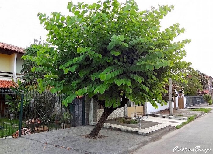 Árvore para calçada: a Pata de Vaca pode atingir até 8 metros de altura