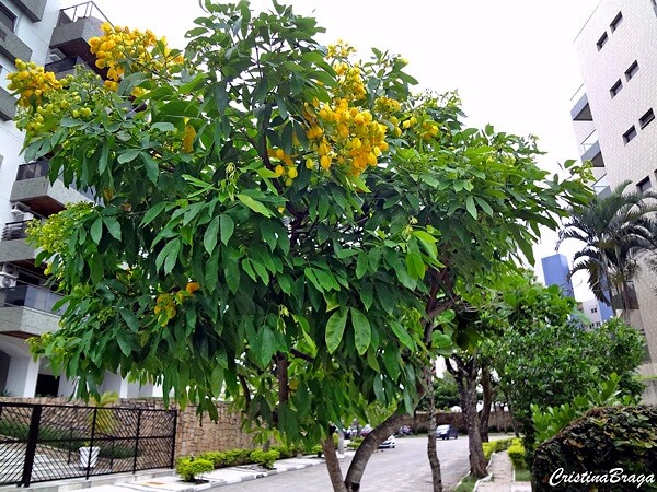 Árvores para calçada: o Pau Fava é uma planta de crescimento rápido