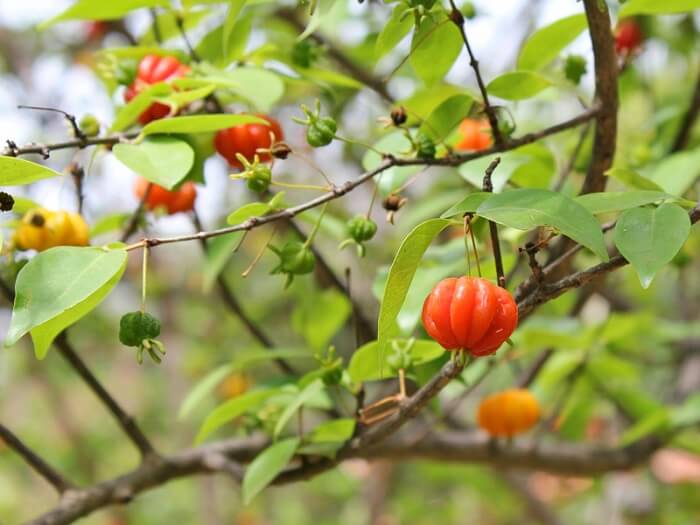 Árvores para calçada: a Pitangueira é uma árvore frutífera também muito usada na arborização urbana