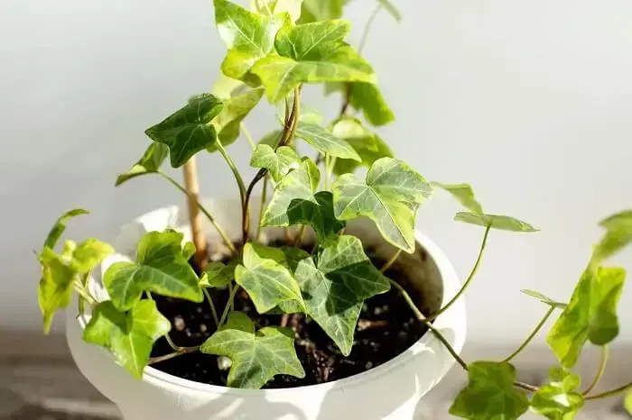 Plantas para escritório: a planta hera é pouco exigente com regas