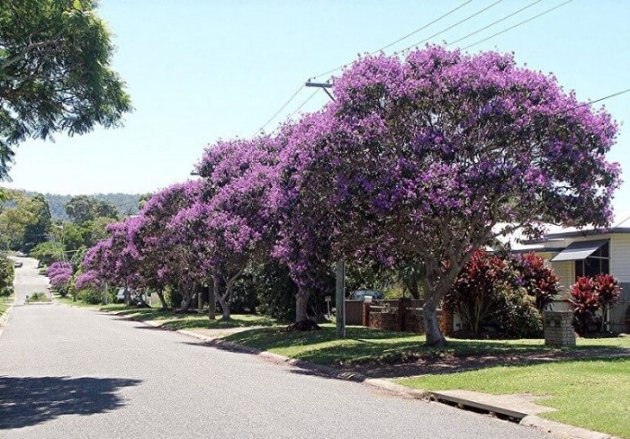 Árvores para calçada: a Quaresmeira pode chegar até 12 metros de altura