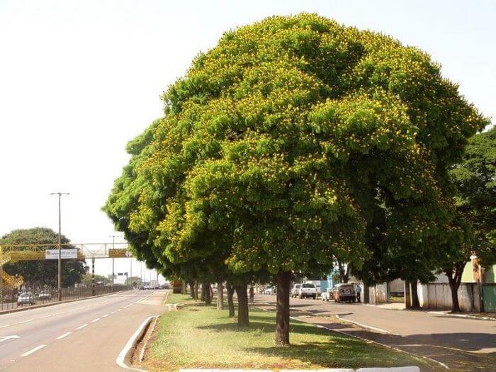 Árvores para calçada: a Sibipiruna possui flores de coloração amarela